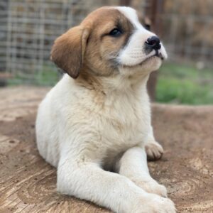 Bufala – geb. ca.11/2025