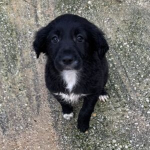 Daisy – geb. ca. 11/2025