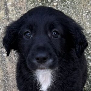 Daisy – geb. ca. 11/2025