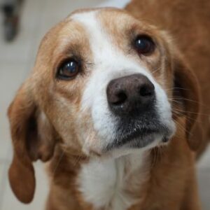 Erkolino – geb. ca. 02/2023 – reserviert