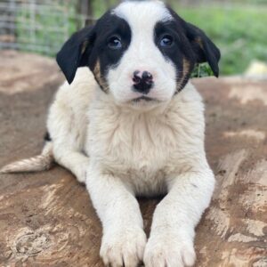 Hawaii – geb. ca. 11/2025