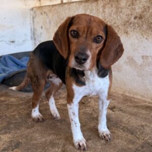 Isotta – geb. ca. 02/2022 – reserviert