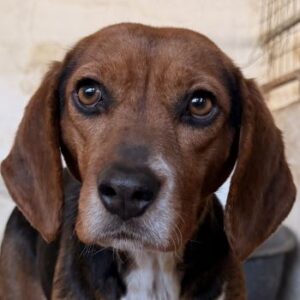 Isotta – geb. ca. 02/2022 – reserviert