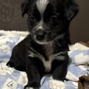 Jody – geb. ca. 10/2025 – reserviert