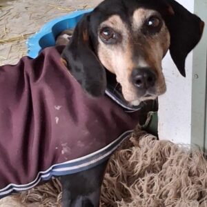 Magura – geb. ca. 01/2018