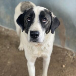 Marinara – geb. ca. 01/2025