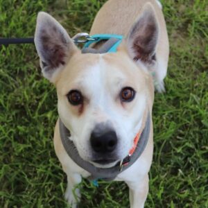 Mr. Handsome – geb. ca. 02/2025