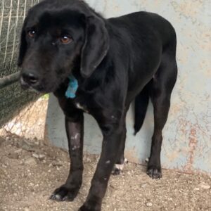 Nea – geb. ca. 02/2023