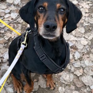 Neria – geb. ca. 11/2020 – 95168 Marktleuthen