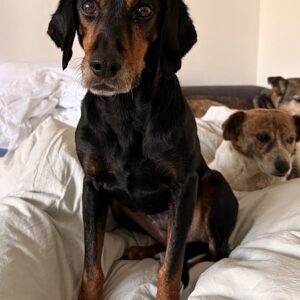 Neria – geb. ca. 11/2020 – 95168 Marktleuthen