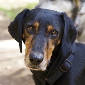 Neria – geb. ca. 11/2020 – 95168 Marktleuthen