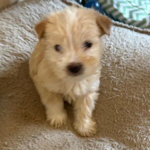 Norberta – geb. ca. 11/2025