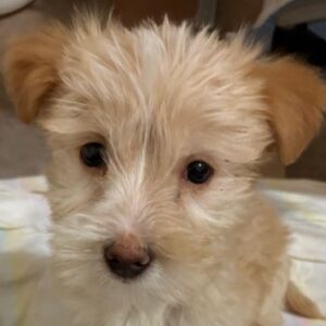 Norberta – geb. ca. 11/2025