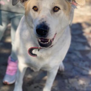 Rango – geb. ca. 01/2020