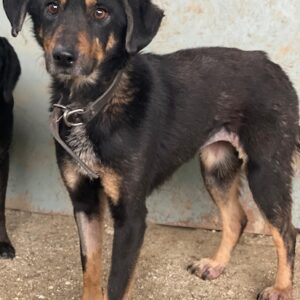 Seli – geb. ca. 02/2021