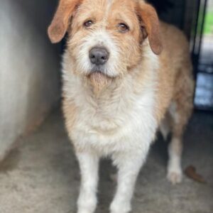 Yvaine – geb. ca. 05/2024