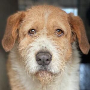 Yvaine – geb. ca. 05/2024