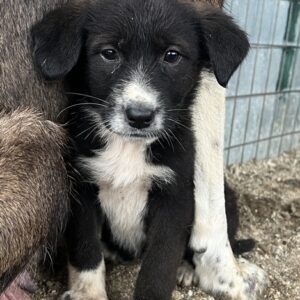 Agápi – geb. ca. 11/2025