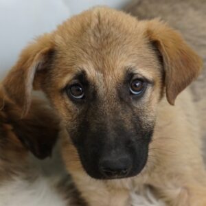 Anja – geb. ca. 12/2025