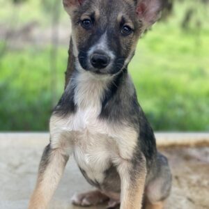 Arial – geb. ca. 12/2025