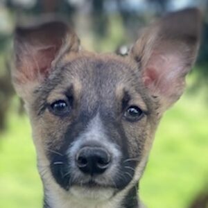 Arial – geb. ca. 12/2025