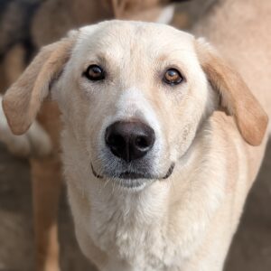 Aydi – geb. ca. 11/2025