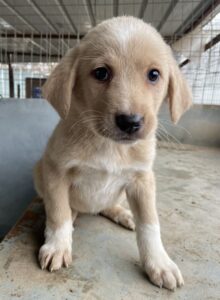 Blondie – geb. ca. 11/2025