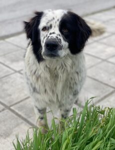 Blossom – geb. ca. 09/2024