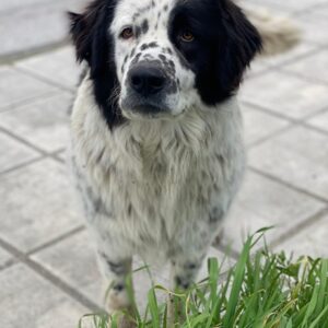 Blossom – geb. ca. 09/2024