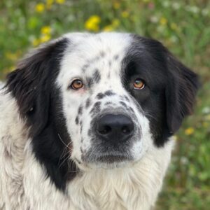 Blossom – geb. ca. 09/2024