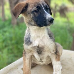 Calibri – geb. ca. 12/2025