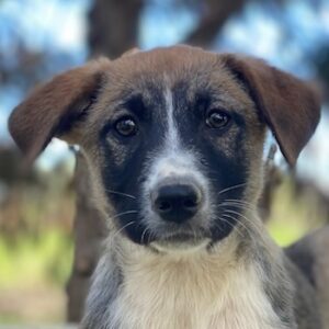 Calibri – geb. ca. 12/2025