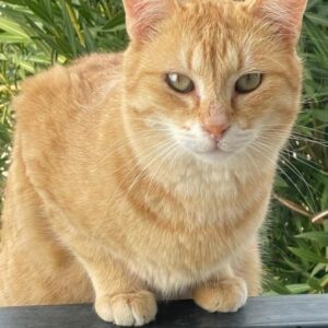 Calix – geb. ca. 03/2024