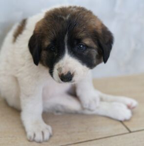 Calma – geb. ca. 01/2026 – reserviert