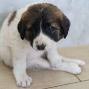 Calma – geb. ca. 01/2026 – reserviert