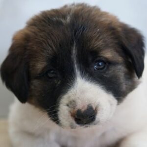 Calma – geb. ca. 01/2026 – reserviert