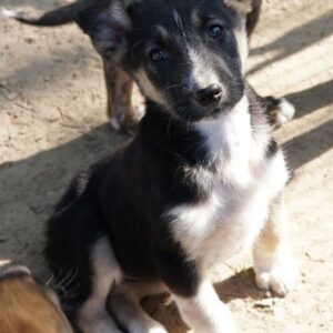 Cambria – geb. ca. 12/2025