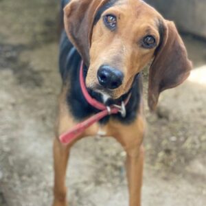 Camelia – geb. ca. 03/2021