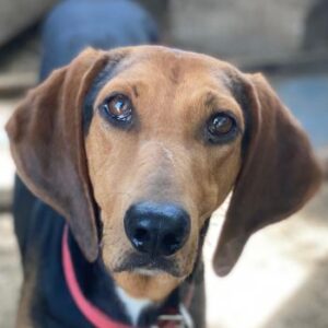 Camelia – geb. ca. 03/2021