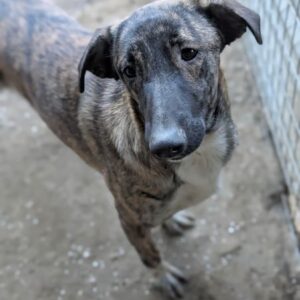 Candara – geb. ca. 12/2025