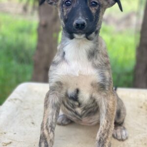 Candara – geb. ca. 12/2025