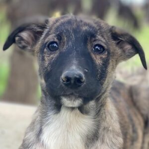 Candara – geb. ca. 12/2025