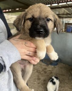 Eleanor – geb. ca. 11/2025