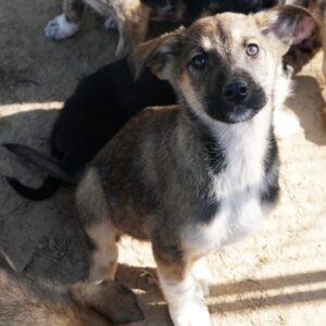 Goudy – geb. ca. 12/2025