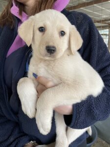 Gracie – geb. ca. 11/2025