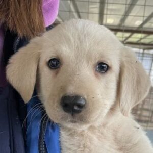 Gracie – geb. ca. 11/2025