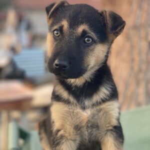 Heidi – geb. ca. 12/2025 – reserviert