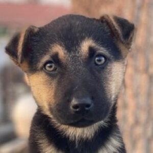 Heidi – geb. ca. 12/2025 – reserviert