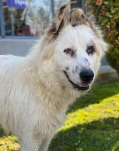 Hope – geb. ca. 03/2024