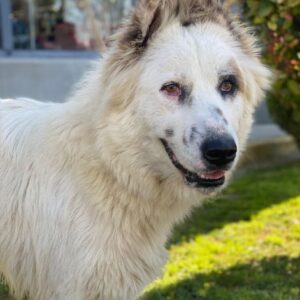 Hope – geb. ca. 03/2024